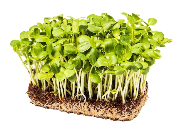 Groeiende microgreens Groene scheuten van een zonnebloem isoleren op een witte achtergrond