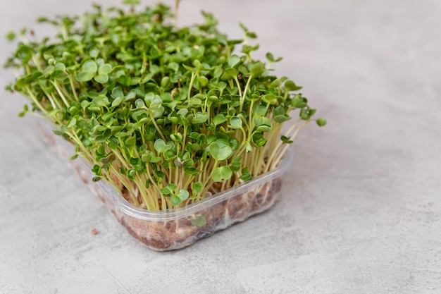 Groeiende microgreens zaadkieming thuis vensterbank tuin