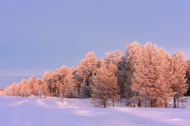 Groeiende pijnbomen in het bos worden bij zonsondergang verlicht door de zon.