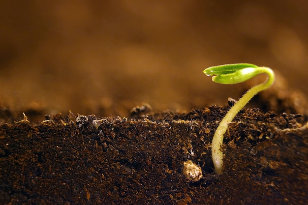 Groeiende plant. Groene spruit die uit zaad groeit.