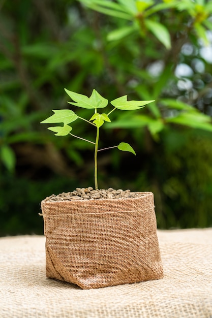 Groeiende plant in een zak