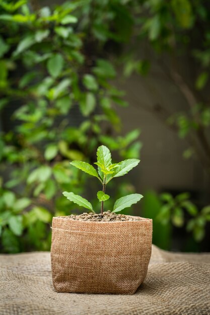 Groeiende plant in een zak