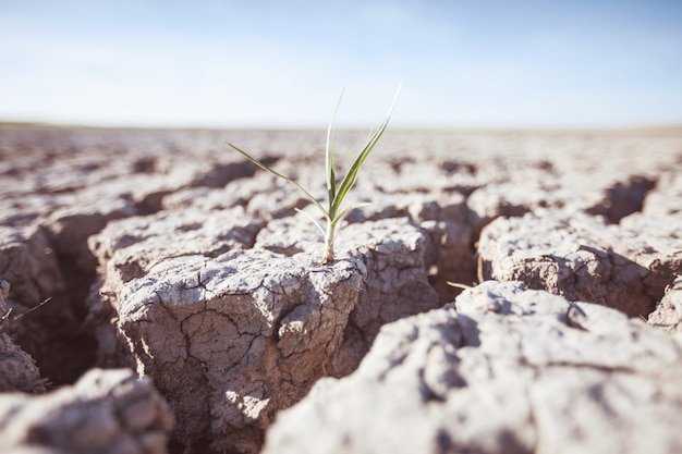 Groeiende plant op droogteland