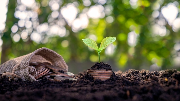 Groeiende planten met geld dat uit de grond komt in de ochtendzon zakelijke investeringsideeën.