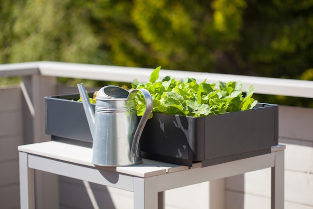 Groeiende radijs en salade in container op balkon. moestuin