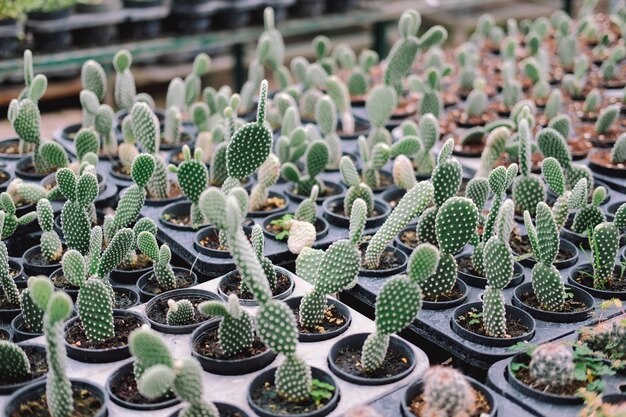 Foto groeiende sappige cactusplant in potcactusplantage op de boerderij