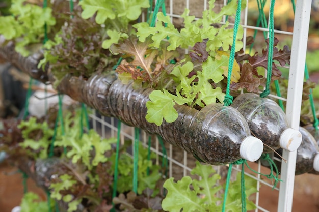 Groeiende sla in gebruikte plastic flessen, hergebruik recycle eco-concept