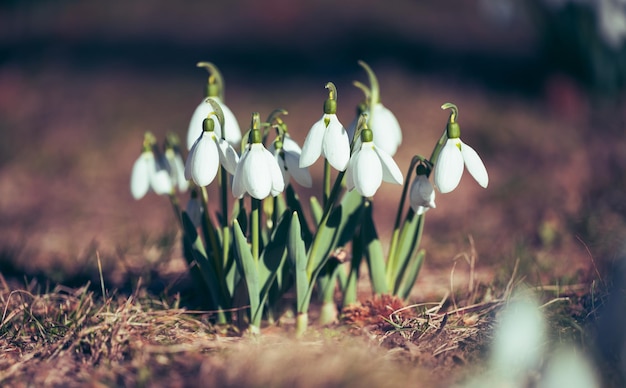 Groeiende sneeuwklokjes met witte bloemen midden in het bos lentebloemen