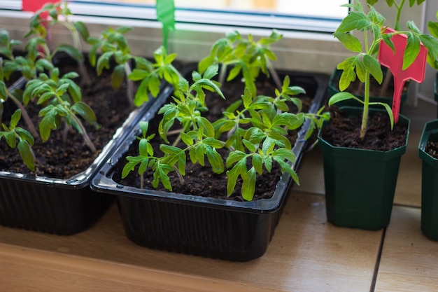 Foto groeiende tomatenzaailingenplanten in plastic potten met aarde op balkonvensterbank met tagslabels.