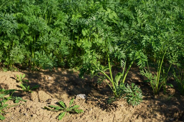 groeiende wortel op landbouwgebied