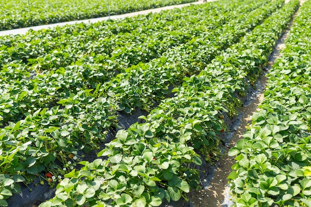 Groen Aardbeienveld