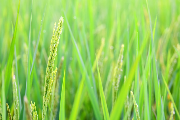 Groen aarpadieveld in rijstlandbouwbedrijf