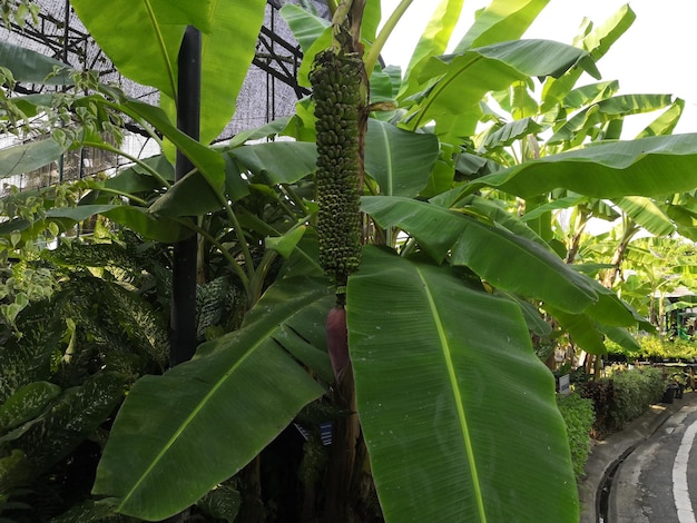 Foto groen achtergrond natuur plant en blad banaan