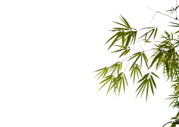 Groen bamboe met witte achtergrond