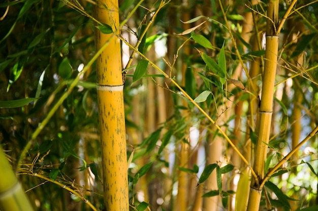 Groen bamboebos bij daglicht