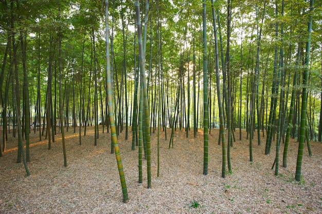 Groen bamboebos in china