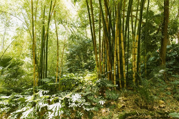 Groen bamboebosje in bos