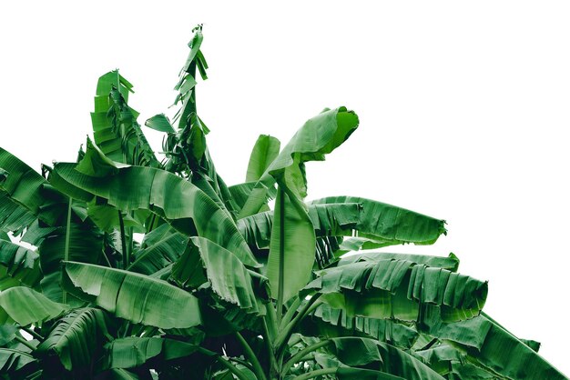 Groen bananenblad geïsoleerd op een witte achtergrond met uitknippad voor design elementen summer