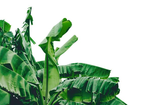 Groen bananenblad geïsoleerd op een witte achtergrond met