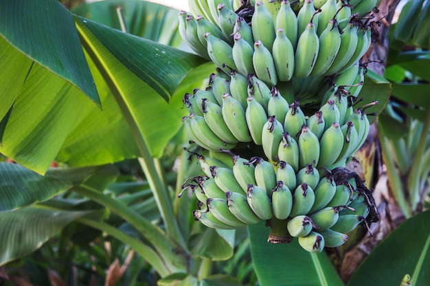 Groen bananenfruit op boom in jungle