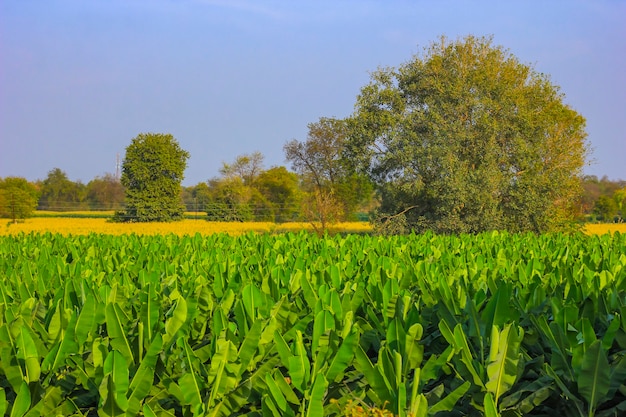 Groen bananenveld onder de blauwe hemel