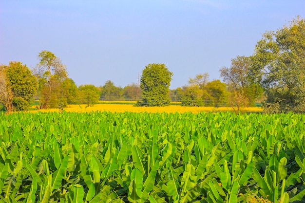 Groen bananenveld onder de blauwe hemel