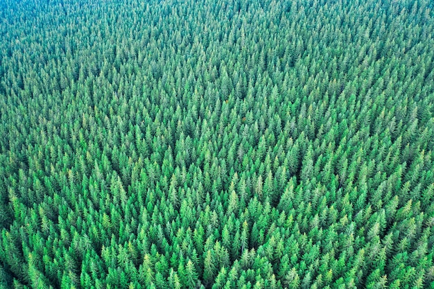 Groen berg naaldbos Drone weergave Abstracte natuurlijke achtergrond