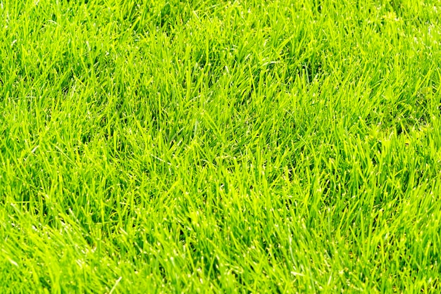 Foto groen bijgesneden gazon achtergrond