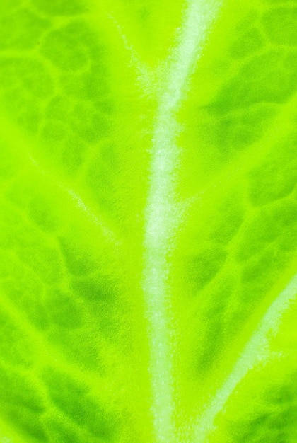 Groen blad close-up Verse bladeren textuur achtergrond Natuurlijk eco behang Vegetarisch eten Groente en vitaminen producten Macro foto