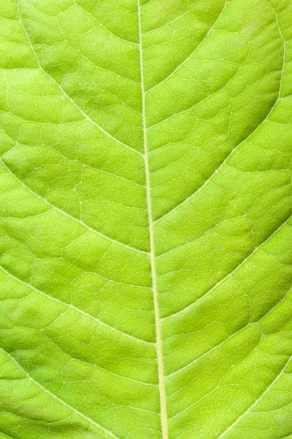 Groen blad close-up