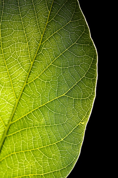 Foto groen blad close-up