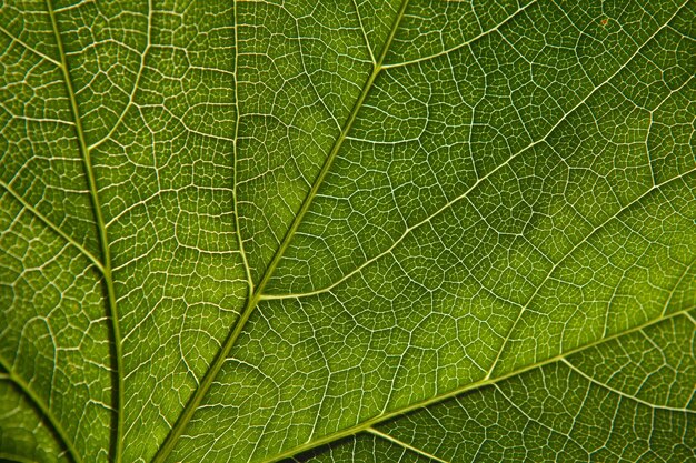 Groen blad close-up