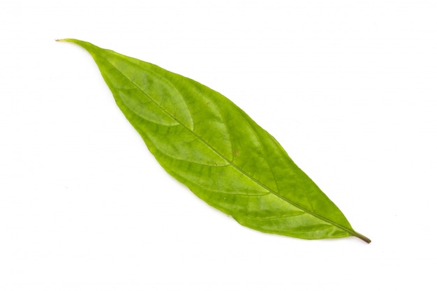 Groen blad dat op wit wordt geïsoleerd