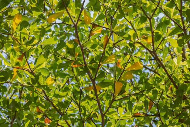 Groen blad en tak op de boom