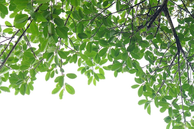 Groen blad en takken op witte achtergrond