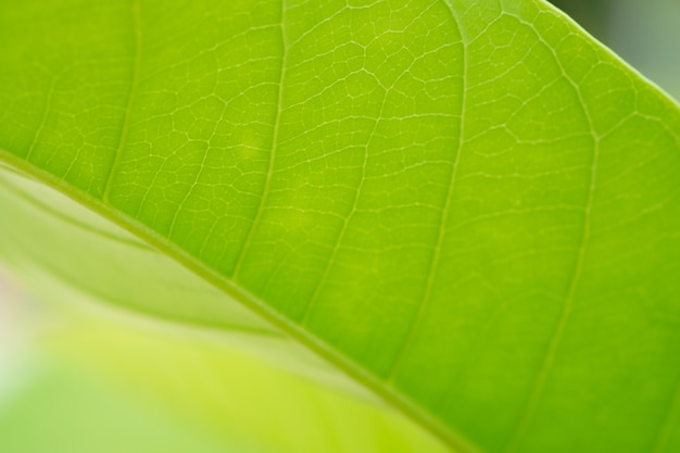 Groen blad geïsoleerd op de achtergrond van de natuur.