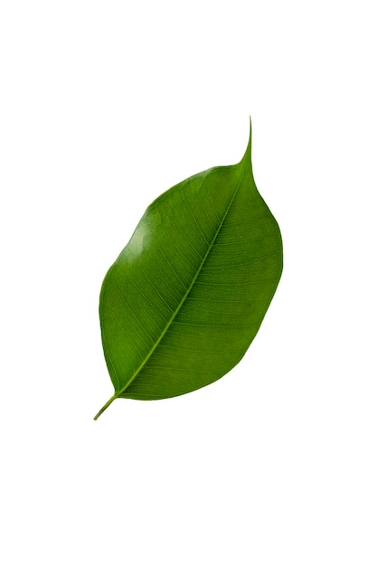 Groen blad geïsoleerd op wit Ficus blad mock up zwevende
