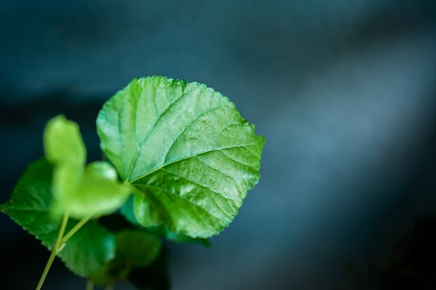 Groen blad in dramatisch licht.