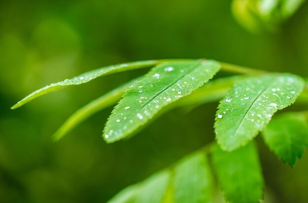 Groen blad. Lente aankomst.