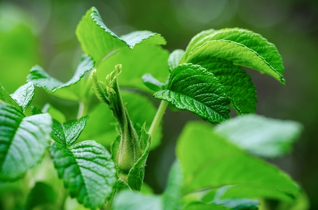 Groen blad. Lente aankomst.