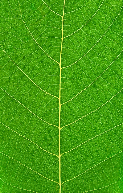 Groen blad met aders verticale achtergrond