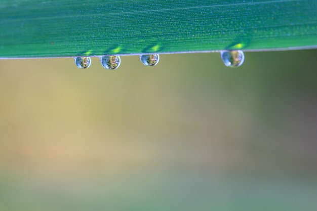 groen blad met dalingen van water