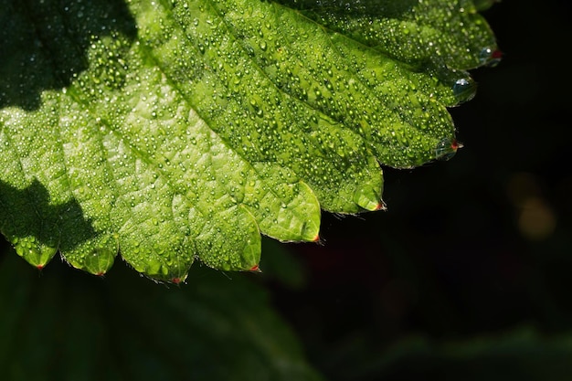 Groen blad met dauwdruppels vroeg in de ochtend