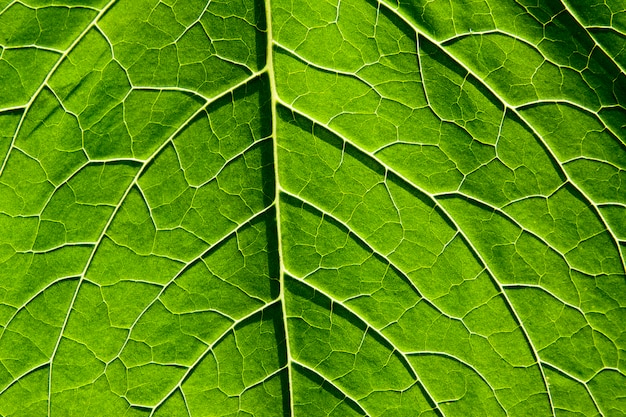 Groen blad met de nerven van de close-upinstallatie. natuurlijke achtergrond