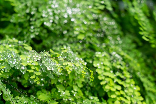 Groen blad met druppels water of waterdruppeltjes