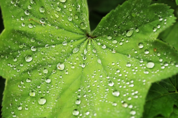 Groen blad met druppels water