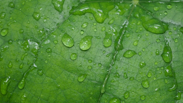 Groen blad met druppels water