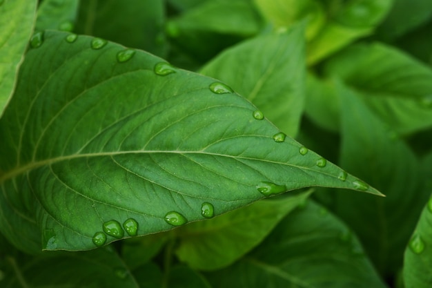 Groen blad met druppeltjes en groene achtergrond.