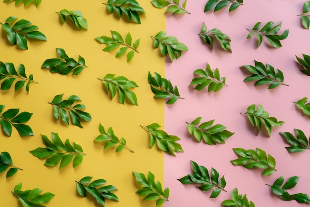 Groen blad met felgele en roze achtergrond en zonschaduw Zomer tropisch concept