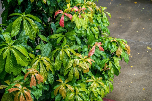 Foto groen blad met regendruppel achtergrondnatuurlijke achtergrond